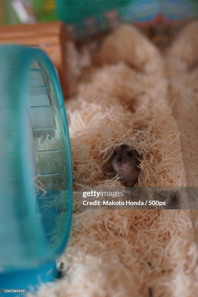 Djungarian hamster image,Close-up of pig in container