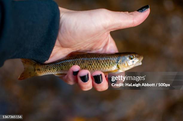 cropped hand holding freshwater carp - releasing fish stock pictures, royalty-free photos & images