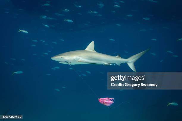 reef shark with fish hook and tackle stuck in its mouth - ペレスメジロザメ ストックフォトと画像