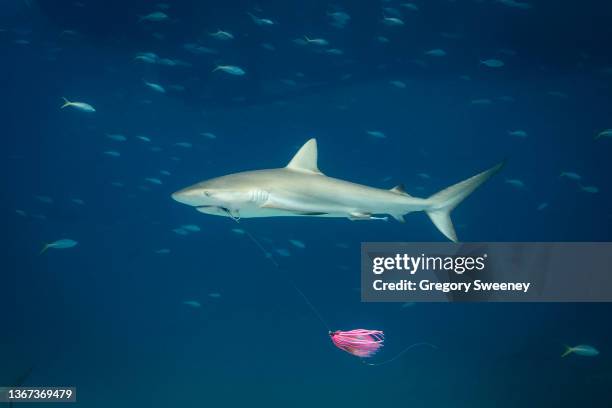 reef shark with fish hook and tackle stuck in its mouth - caribbean reef shark imagens e fotografias de stock