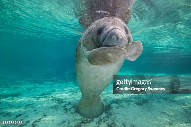baby manatee hides mouth with flippers - florida manatee stock-fotos und bilder