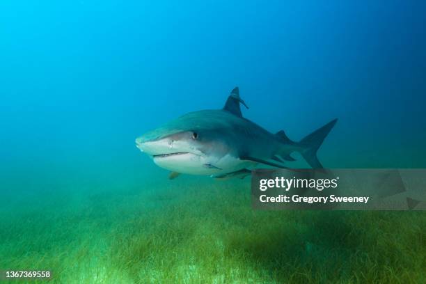 tiger shark swims over the sea grass bed facing  front - leopard shark stock pictures, royalty-free photos & images