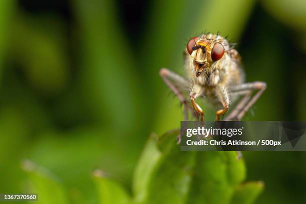 Uk Fly Insect 7,870 Uk Fly Insect Stock Photos, High-Res Pictures, and Images - Getty ...