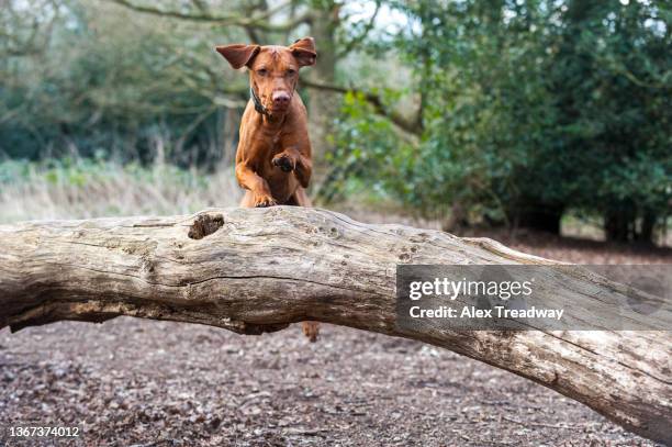 a vizsla leaps over a fallen tree in the woods in autumn - dog agility stock pictures, royalty-free photos & images