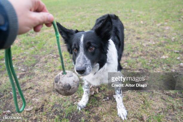 dog playing with a ball in a park. - dog and ball stock-fotos und bilder