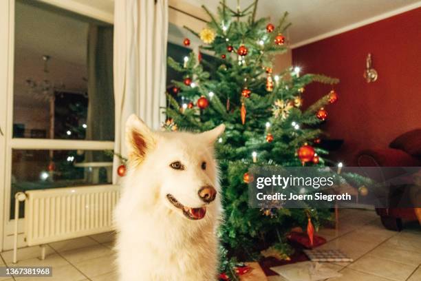 dog sits in front of a christmas tree - xmas tree snow lights silly stock pictures, royalty-free photos & images