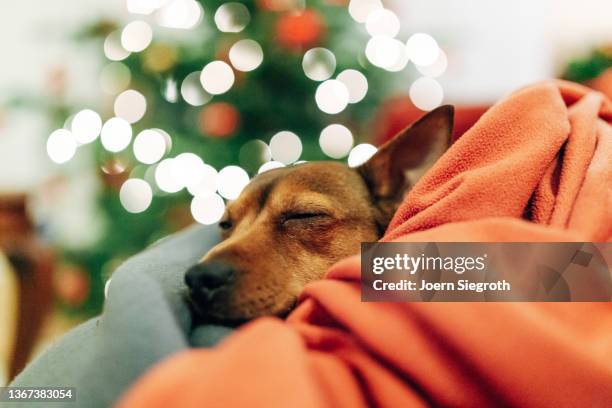 dog is in front of a christmas tree - christmas puppy stock pictures, royalty-free photos & images