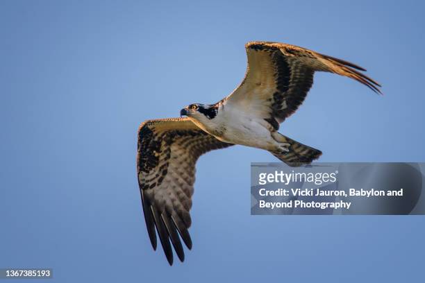 beautiful early morning light on osprey in flight at cape may point state park, new jersey - fischadler stock-fotos und bilder