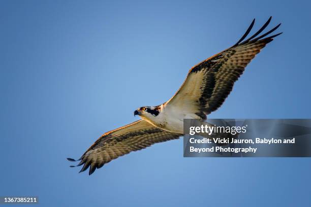 beautiful early morning light on osprey in flight at cape may point state park, new jersey - cape may 個照片及圖片檔