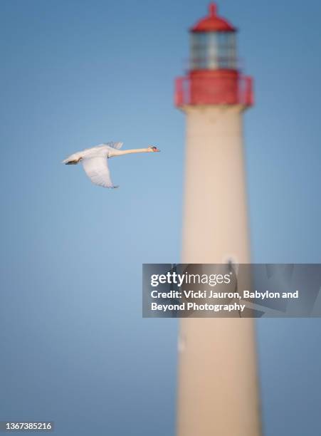 beautiful mute swan flying against lighthouse t cape may state park - condado de cape may imagens e fotografias de stock