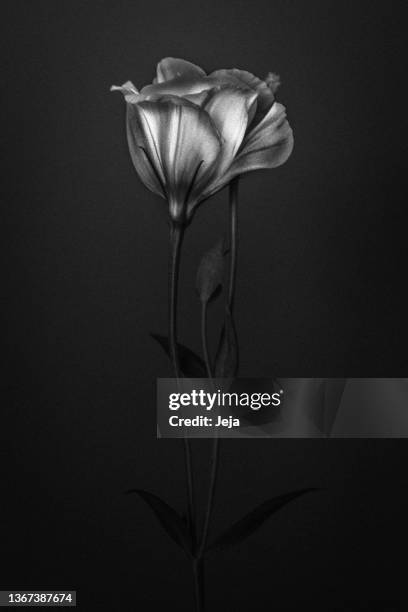 black and white photo of white rose - lisianthus stockfoto's en -beelden