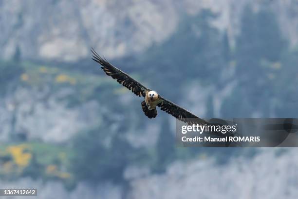 bearded vulture, ordesa national park, spain - parco nazionale di ordesa foto e immagini stock