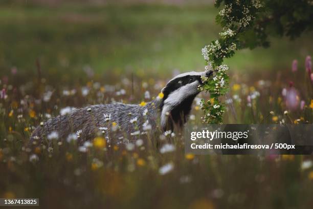 curious badger,close-up of insect on grass,hlinsko,czech republic - badger stock pictures, royalty-free photos & images