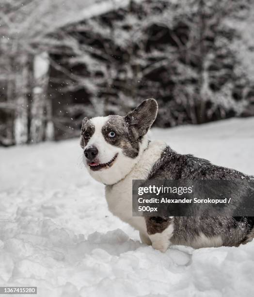 funny corgi in the winter forest plays with snow - cardigan welsh corgi stock pictures, royalty-free photos & images