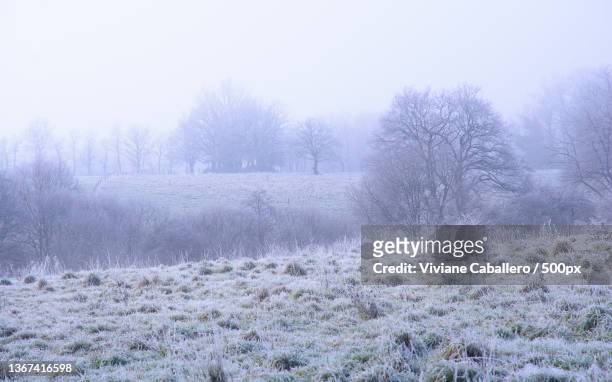 silence nature,trees on field against sky during winter,france - viviane caballero stockfoto's en -beelden