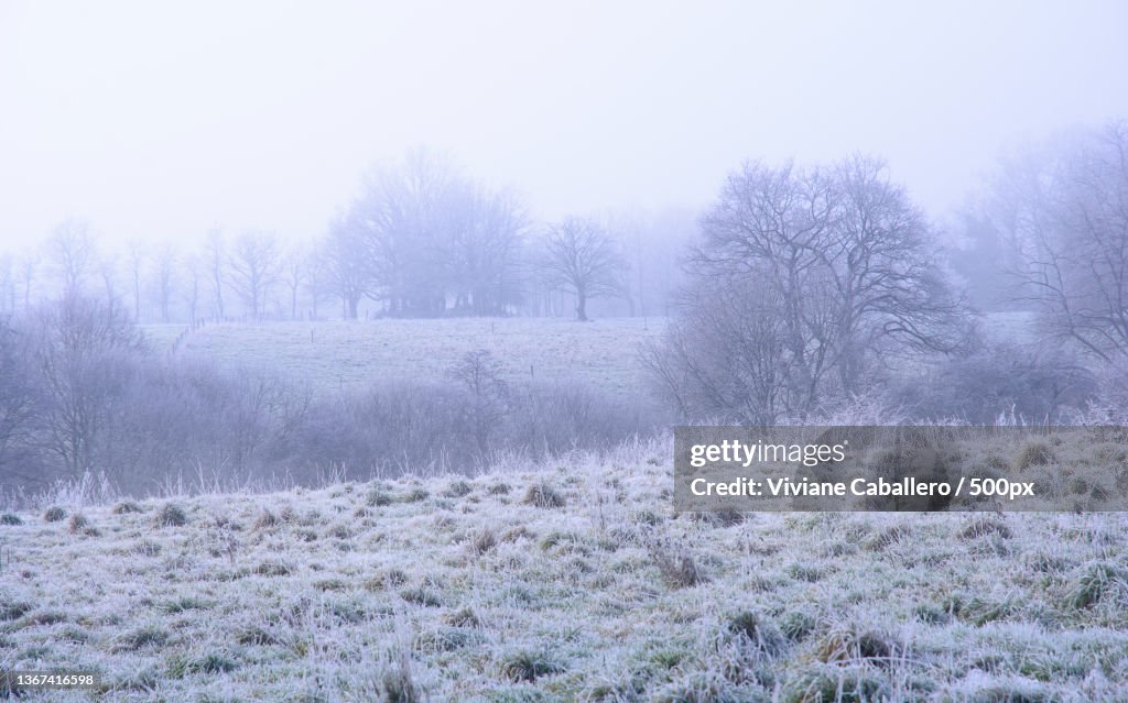 Silence nature,Trees on field against sky during winter,France