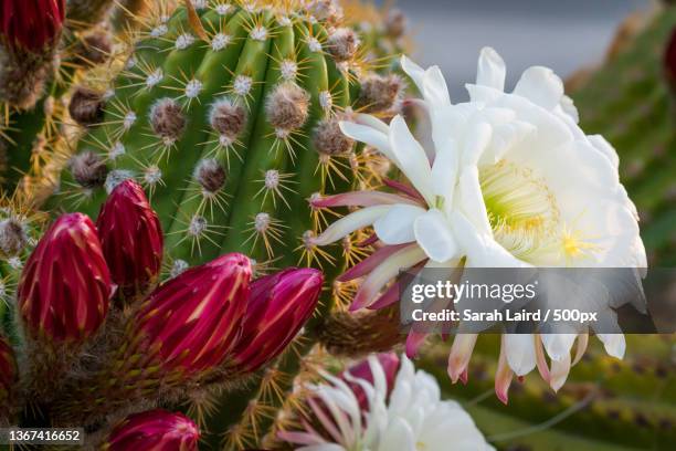 cactus in bloom,close-up of white flowering plants,arizona,united states,usa - arizona cactus stock-fotos und bilder