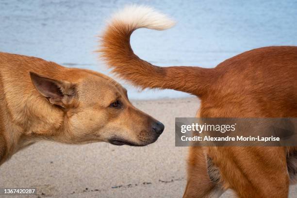 dog sniffs the tail of another dog on the beach - beach bum foto e immagini stock