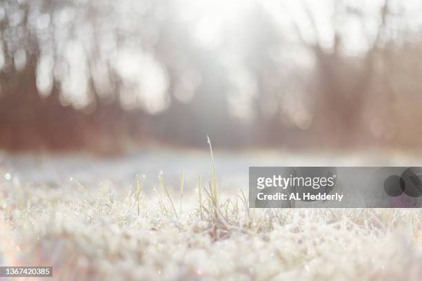 melting frost in a meadow - grass dew stock pictures, royalty-free photos & images