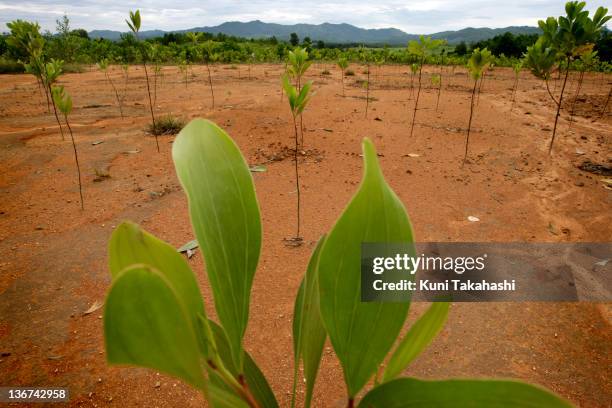 Acacia trees are planted in a new plantation on June 28, 2009 in A Luoi Valley in Central Viet Nam.The valley was one of the areas heavily exposed to...