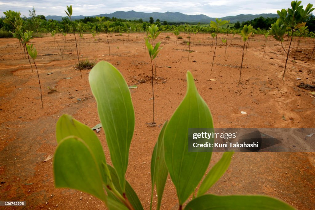 Long term effects of Agent Orange in Viet Nam