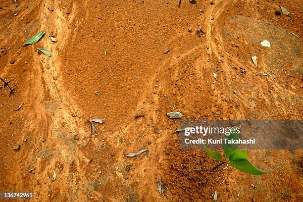 Acacia trees are planted in a new plantation on June 28, 2009 in A Luoi Valley in Central Viet Nam.The valley was one of the areas heavily exposed to...