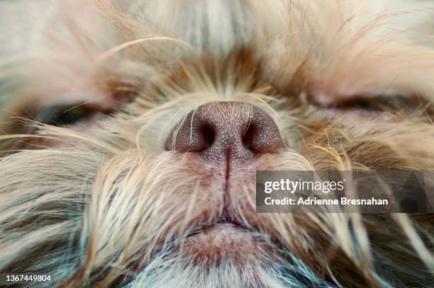 cute puppy nose - schnauze stock-fotos und bilder