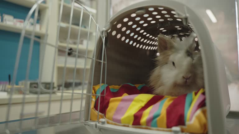 Video Rabbit Conten Vet Office Rabbit Videos and HD Footage - Getty Images