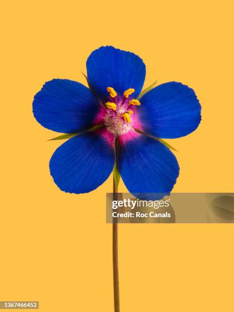 scarlet pimpernel - blue flower petals stock pictures, royalty-free photos & images