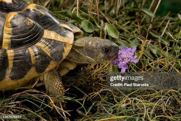 testudo hermanni (hermann's tortoise) - smelling a flower to check if it is edible - griechische landschildkröte stock-fotos und bilder