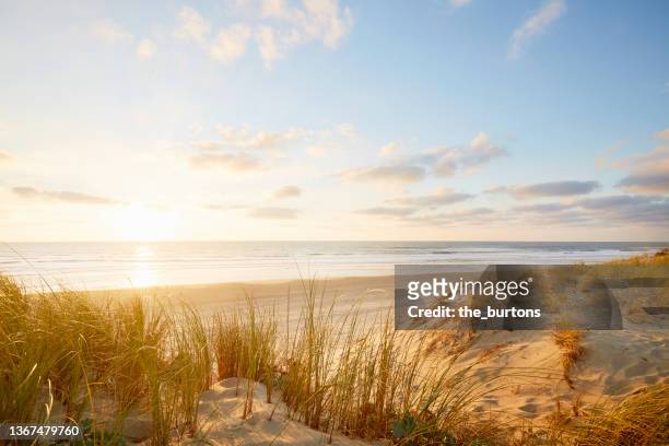 view over dunes with dune grass at sunset by the sea - beach stockfoto's en -beelden