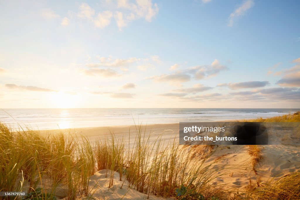 View over dunes with dune grass at sunset by the sea