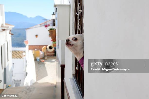 guard dog - guard dog stock pictures, royalty-free photos & images