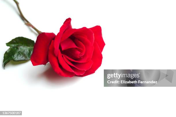 single red rose on a white background - green which rose stock-fotos und bilder