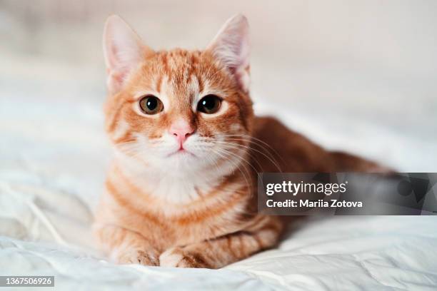 a beautiful smooth-haired red cat lies on the sofa and in a relaxed close-up pose - amarelo-avermelhado-claro - fotografias e filmes do acervo