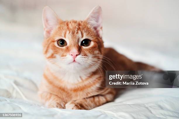 a beautiful smooth-haired red cat lies on the sofa and in a relaxed close-up pose - cat bildbanksfoton och bilder