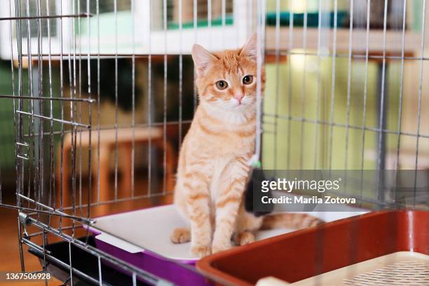 a beautiful smooth-haired red cat is sitting in a cage in an animal shelter - shelter bildbanksfoton och bilder