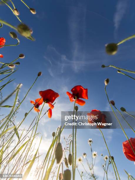 mohnblume im feld - low angle view nature stock pictures, royalty-free photos & images