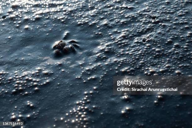 Dead soldier crabs are seen trapped in crude oil on the beach that is hit by oil spill on January 29, 2022 in Rayong, Thailand. Thailand's Pollution...