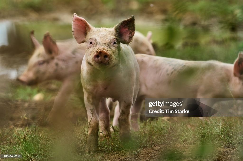 Portrait of a curious little piglet looking at the camera