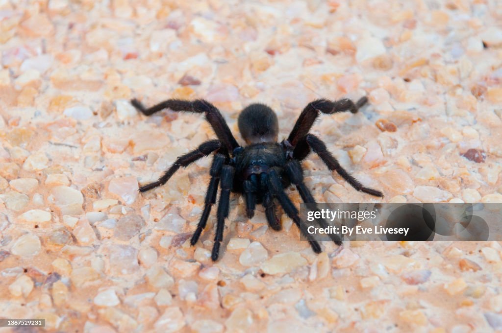 Water Trapdoor Spider