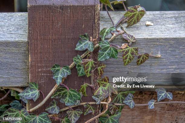 variegated ivy plant - ivy stock pictures, royalty-free photos & images