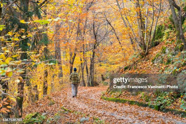 man walking in autumn coloured forest, italy. - dazio 個照片及圖片檔