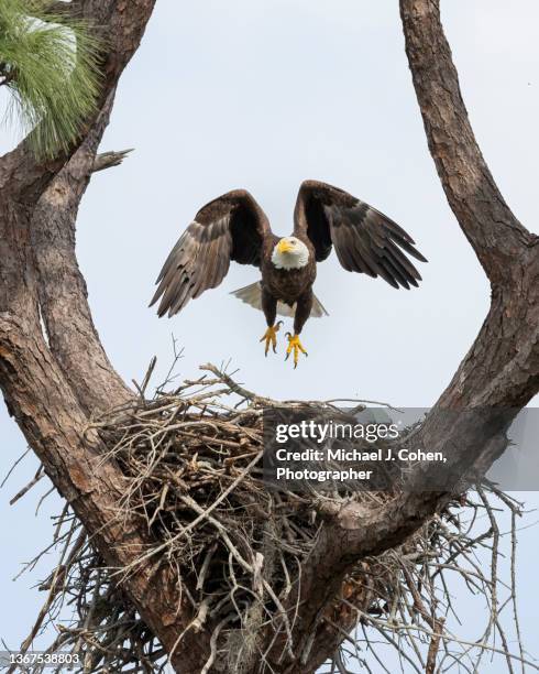 angel wing takeoff - eagle nest foto e immagini stock