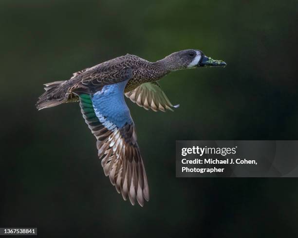 blue-winged teal after takeoff - blue winged teal stock pictures, royalty-free photos & images