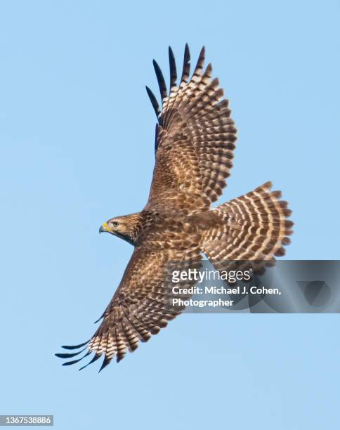 red-shouldered hawk spread wings - boynton beach stock pictures, royalty-free photos & images