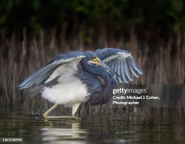 tricolored heron hunting - marco island 個照片及圖片檔