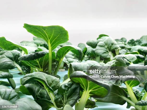 indoor soilless kale vegetables farming - singapore gardens stock-fotos und bilder