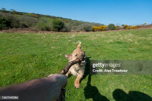 my stick - walking personal perspective stock pictures, royalty-free photos & images