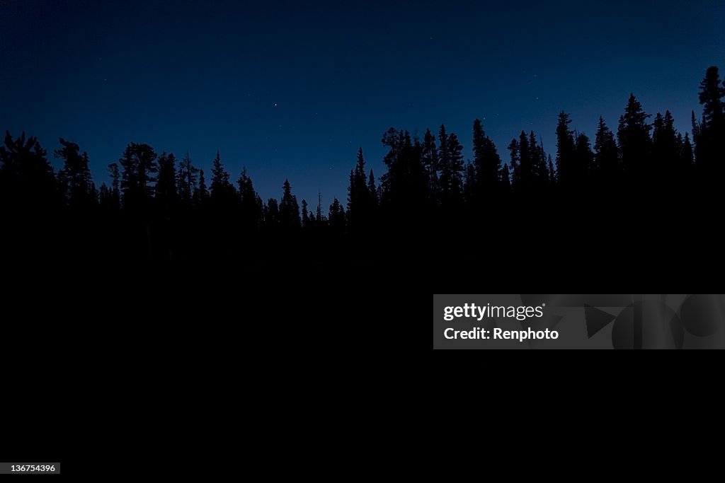 Silhouette of Trees at Night